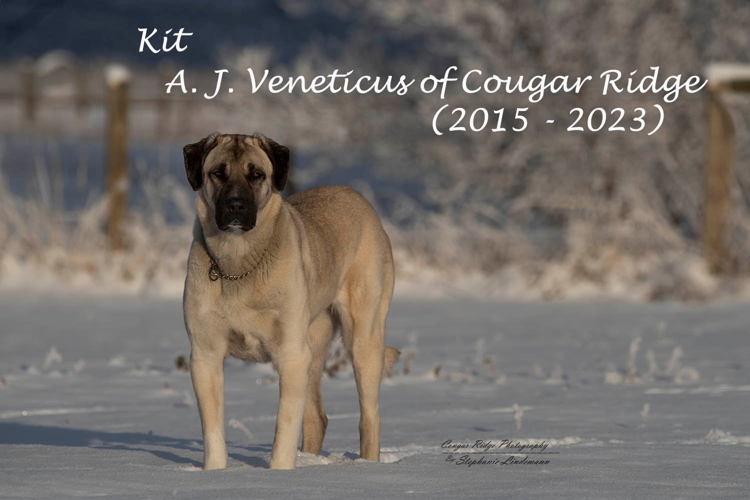 Anatolian Shepherd Dog - Cougar Ridge Anatolians